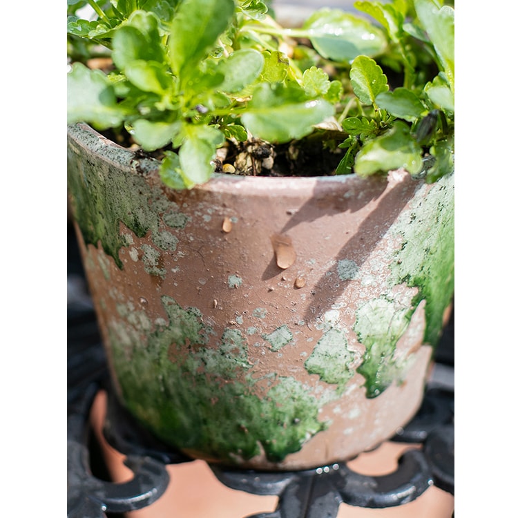 Multi-Colored Terracotta Pot in Various Styles