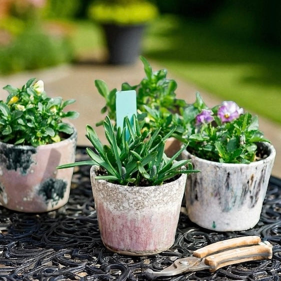 Multi-Colored Terracotta Pot in Various Styles