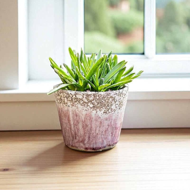 Multi-Colored Terracotta Pot in Various Styles